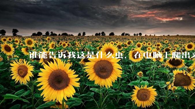 谁能告诉我这是什么虫，在电脑上爬出来吓死我了 ?